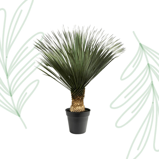 Yucca Rostrata - 130-150 cm Forest Plants
