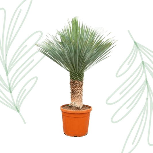 Yucca Rostrata - 140-160 cm-1
