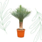 Yucca Rostrata - 140-160 cm-1