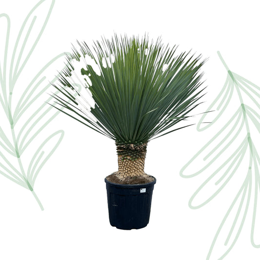 Yucca Rostrata - 140 cm Forest Plants
