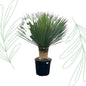 Yucca Rostrata - 140 cm Forest Plants