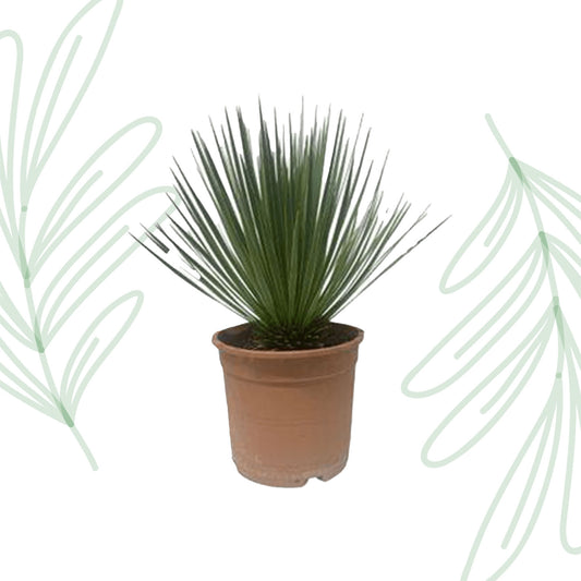 Yucca Rostrata - 60 cm Forest Plants
