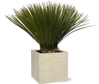 Yucca Rostrata - 80 cm - Forest Plants