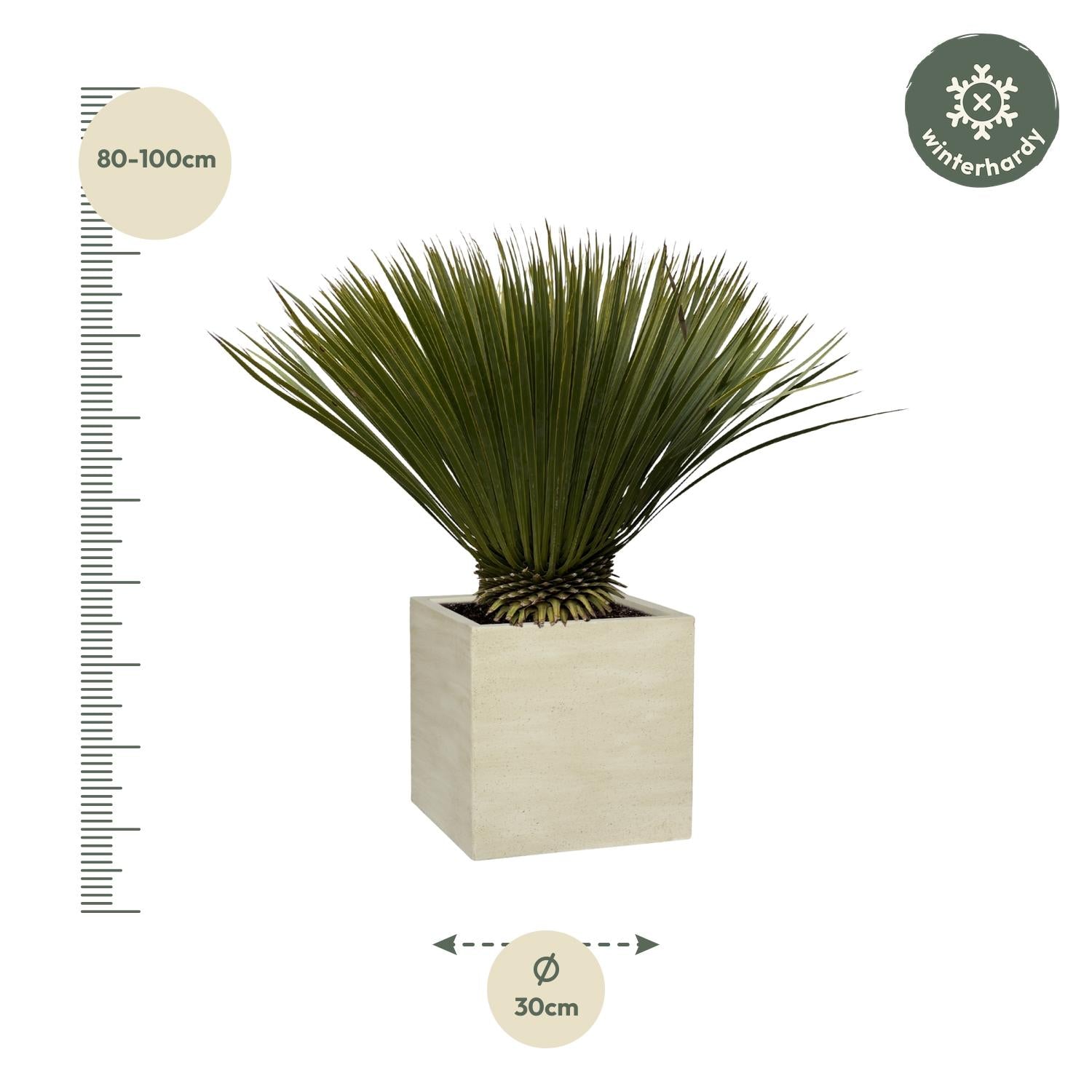 Yucca Rostrata - 80 cm - Forest Plants