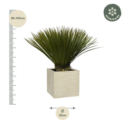 Yucca Rostrata - 80 cm - Forest Plants