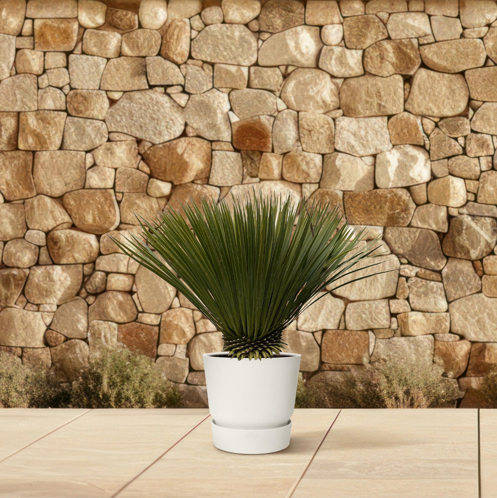 Yucca Rostrata - 80 cm - Forest Plants