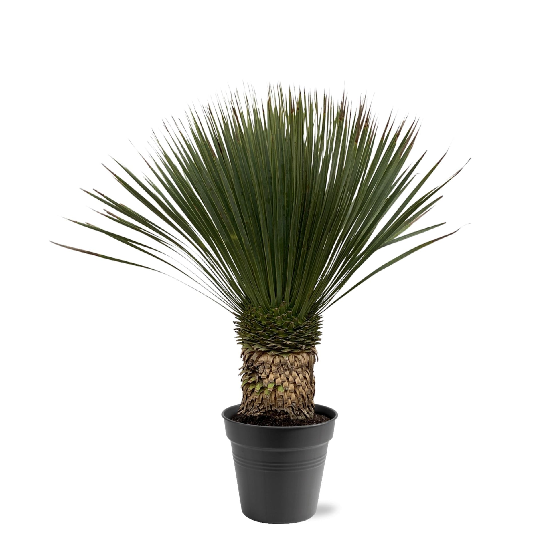 Yucca Rostrata - 80-100 cm - Forest Plants