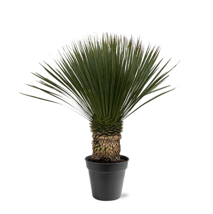 Yucca Rostrata - 80-100 cm - Forest Plants