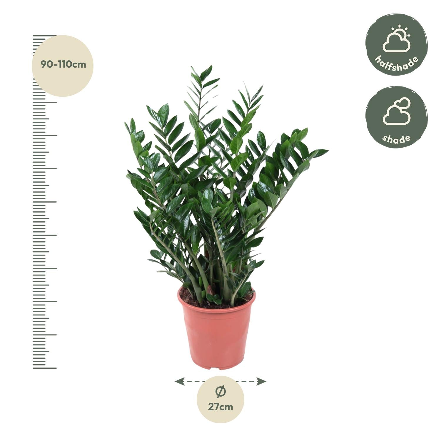Zamioculcas Zamiifolia - 100 cm - Forest Plants