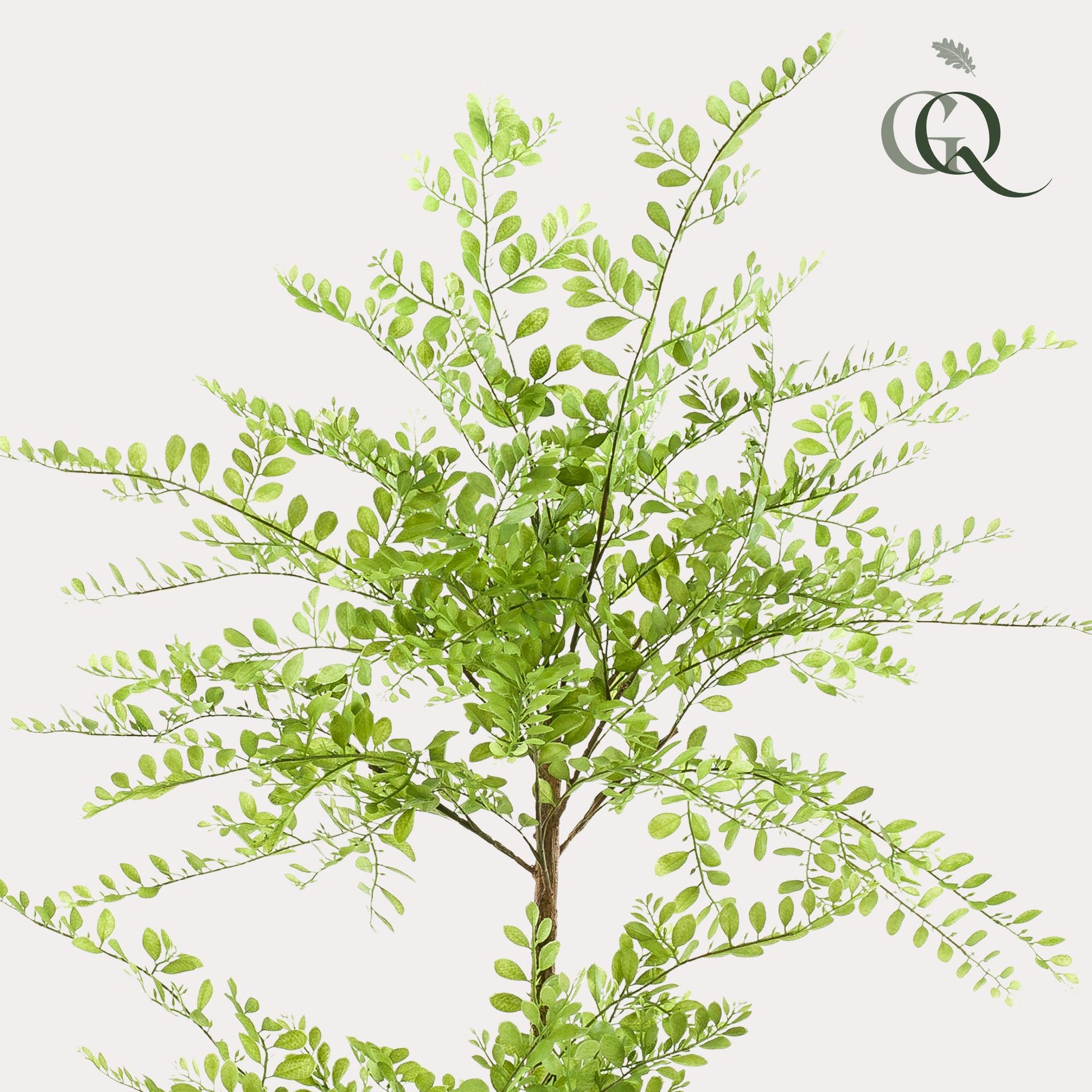 Kunstplant - Sophora tree  - Honingboom - 140 cm - Forest Plants