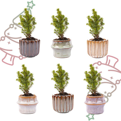 Mini-kerstboom set 6 - inclusief pot set Barcelona