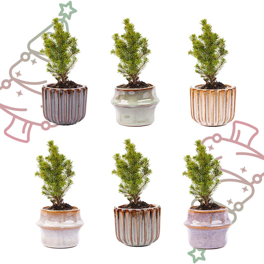 Mini-kerstboom set 6 - inclusief pot set Barcelona