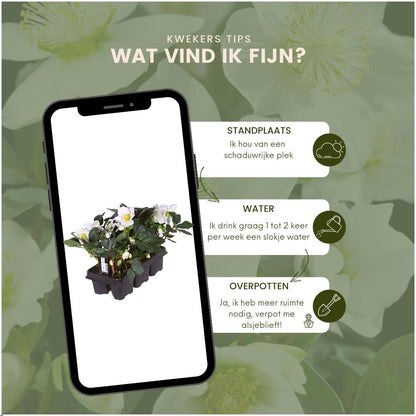 Set van 48 kerstroos planten - Helleborus niger 'Christmas Carol' - Ø 7 cm ↕ 20 cm