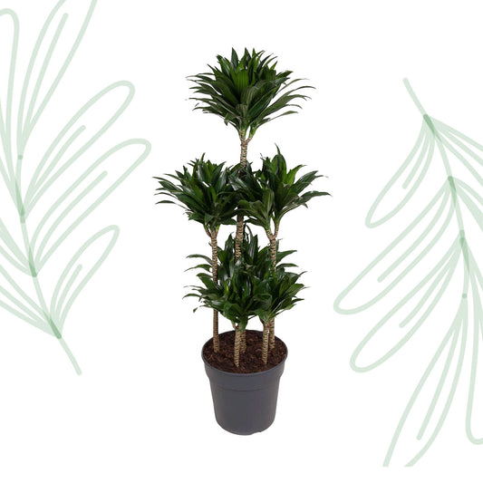 Dracaena Compacta Carrousel - 130 cm - Forest Plants