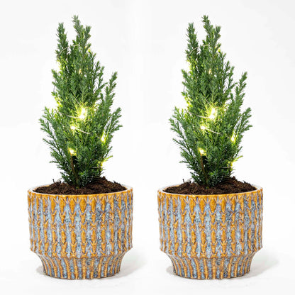 Set van 2 - Kerstboom 'Ellwoodii' + Pot Echo + 20 LED-lichtjes - ↕ 25-30 cm
