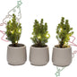 Mini-kerstboom set 3 - inclusief 3x pot Joey grijs + 20 LED-lichtjes