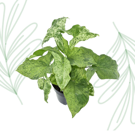 Syngonium Mottled - 25 cm