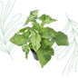 Syngonium Mottled - 25 cm