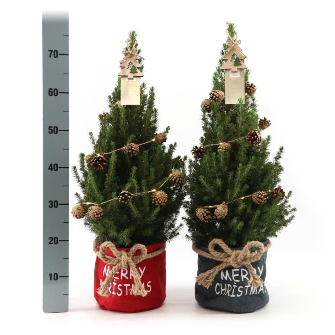 Kleine Kerstboom in 'Merry Christmas' zak rood - ↕ 70 cm - Picea Glauca Conica - Dennenappel Lampjes met batterijen