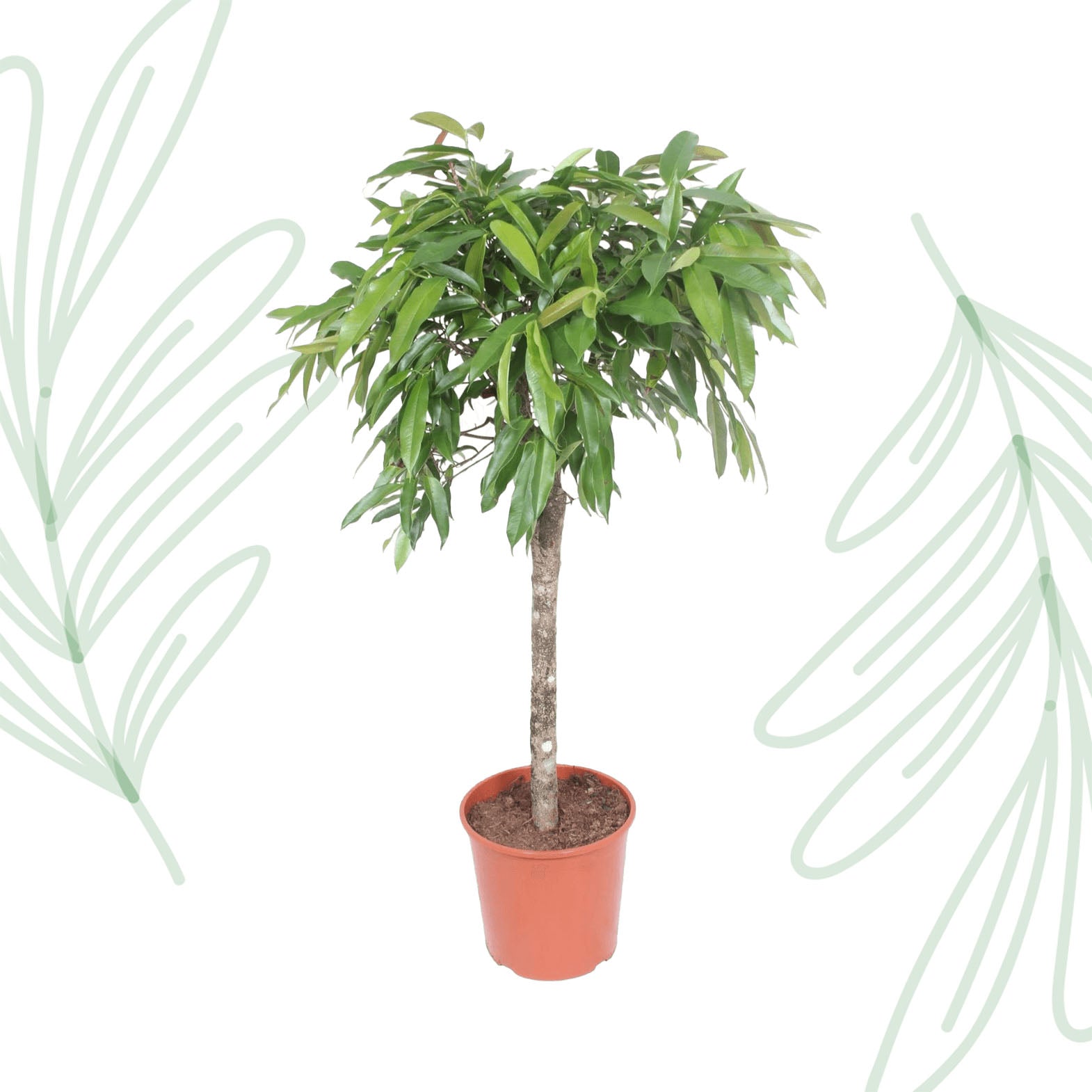 Ficus Amstel King - 130 cm - Forest Plants