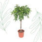 Ficus Amstel King - 130 cm - Forest Plants