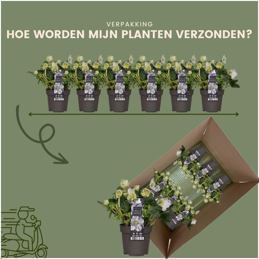 6x Helleborus niger 'Christmas Carol' - Ø 12 cm ↕ 20 cm