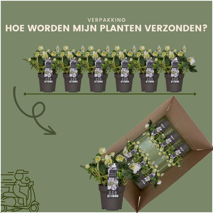 6x Helleborus niger 'Christmas Carol' - Ø 12 cm ↕ 20 cm
