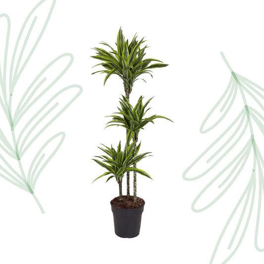 Dracaena Lemon Lime - 130 cm - Forest Plants