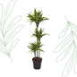 Dracaena Lemon Lime - 130 cm - Forest Plants