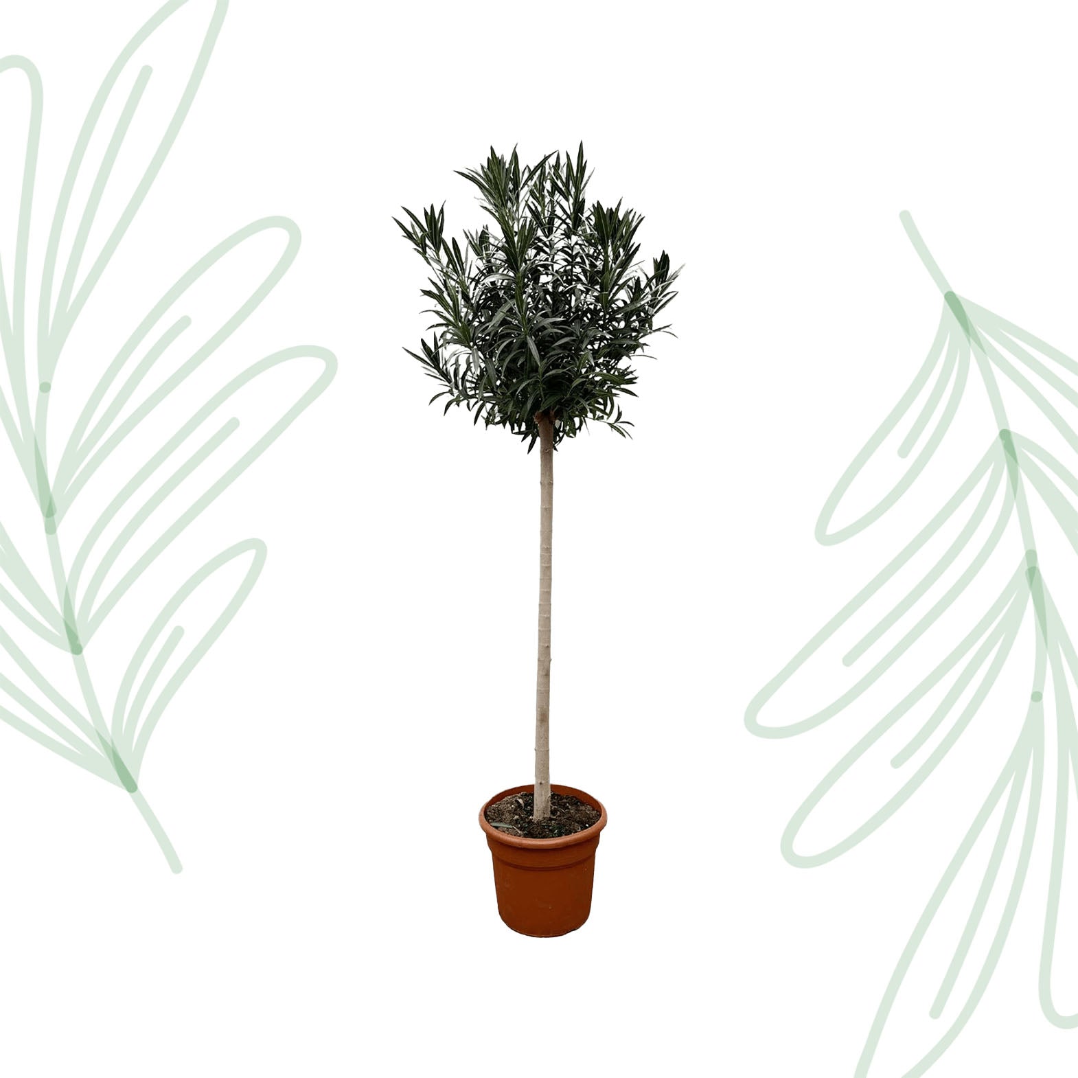 Nerium Oleander op stam met witte bloem - 170 cm - Forest Plants