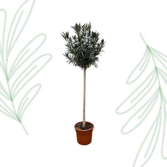 Nerium Oleander op stam met witte bloem - 170 cm - Forest Plants
