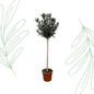 Nerium Oleander op stam met witte bloem - 170 cm - Forest Plants