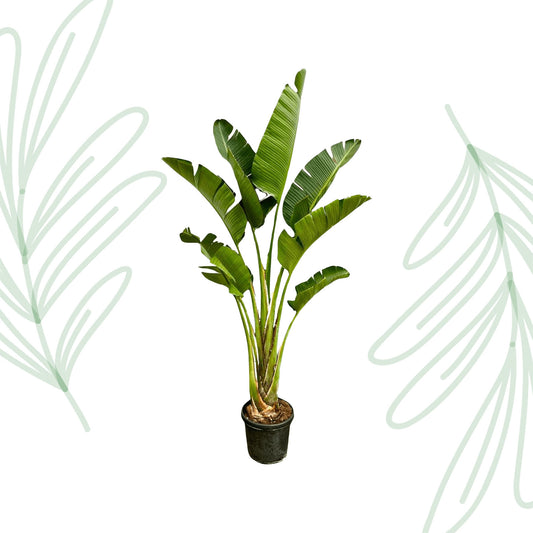 Strelitzia Augusta - 250 cm