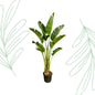 Strelitzia Augusta - 250 cm