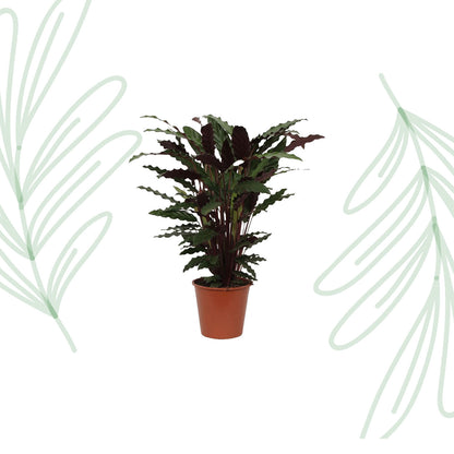Calathea Wavestar - 80 cm