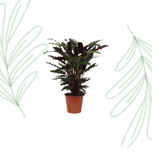 Calathea Wavestar - 80 cm