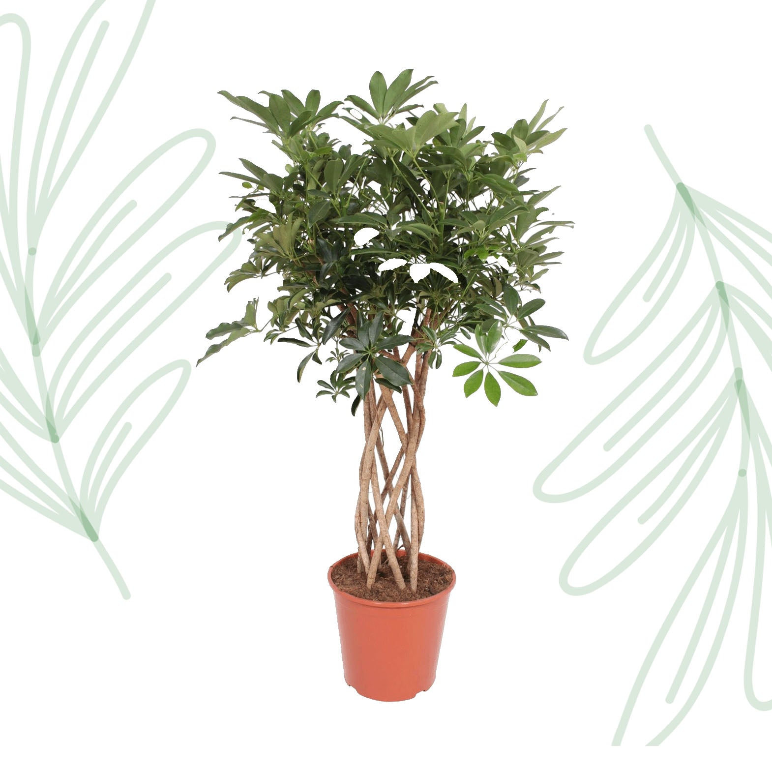 Schefflera Arboricola Compacta gevlochten stam - 130 cm - Forest Plants