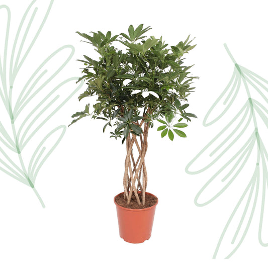 Schefflera Arboricola Compacta gevlochten stam - 130 cm - Forest Plants