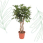 Schefflera Arboricola Compacta gevlochten stam - 130 cm - Forest Plants