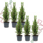 6x Mini-kerstboom - Chamaecyparis - ↕ 25-30 cm
