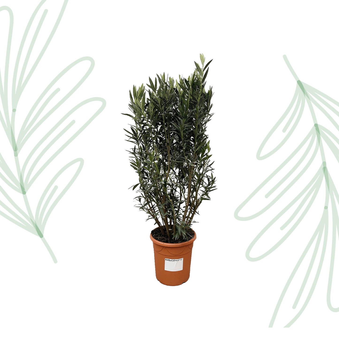 Nerium Oleander struik - 180 cm - Forest Plants