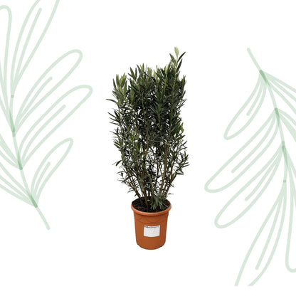 Nerium Oleander struik - 180 cm - Forest Plants