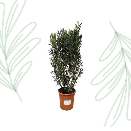 Nerium Oleander struik - 180 cm - Forest Plants