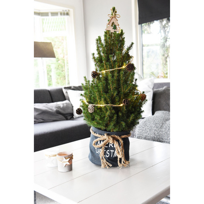 Kleine Kerstboom in 'Merry Christmas' zak blauw - ↕ 70 cm - Picea Glauca Conica