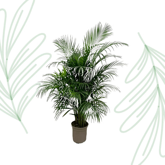Dypsis Lutescens (Areca palm) - 150 cm