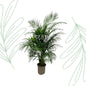 Dypsis Lutescens (Areca palm) - 150 cm