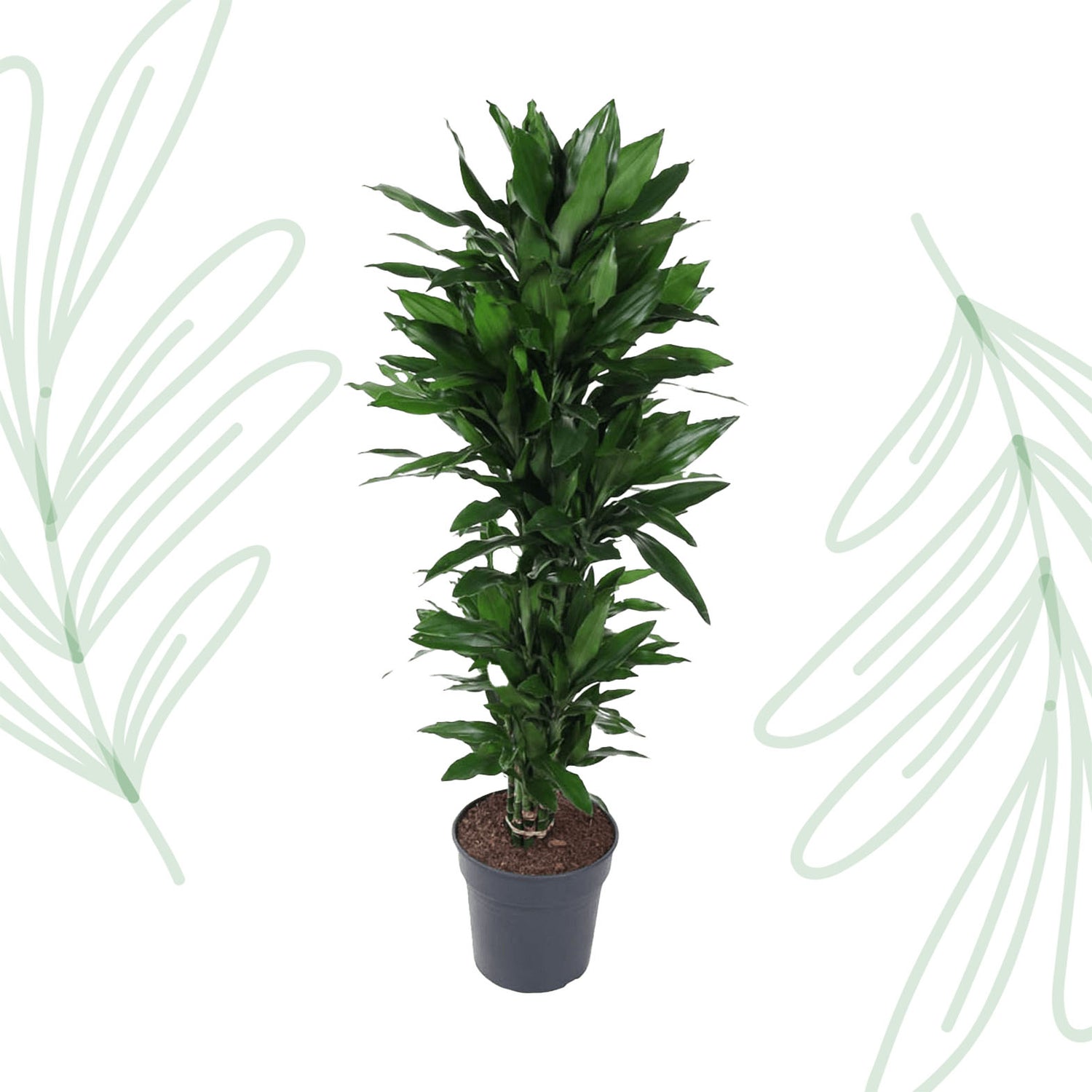 Dracaena Janet Lind vertakt - 120 cm - Forest Plants