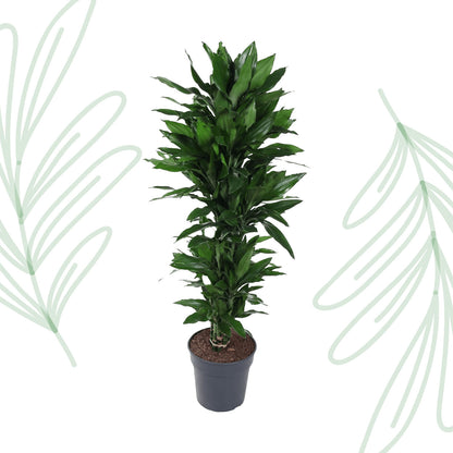 Dracaena Janet Lind vertakt - 120 cm - Forest Plants