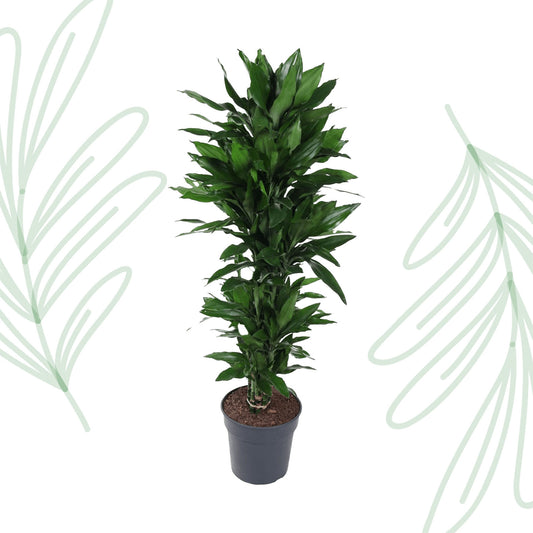 Dracaena Janet Lind vertakt - 120 cm - Forest Plants