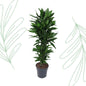 Dracaena Janet Lind vertakt - 120 cm - Forest Plants